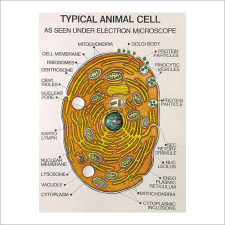 Scientific Chart