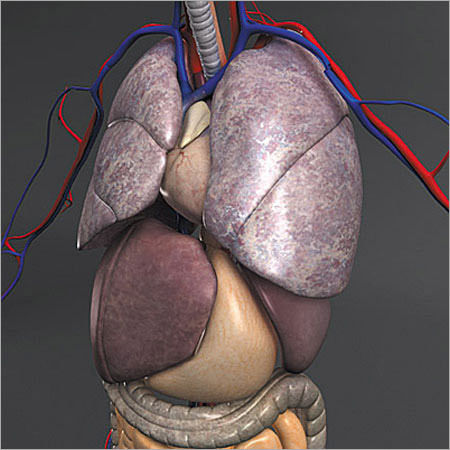 3D Human Anatomy Model