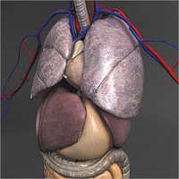 3D Human Anatomy Model