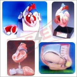 Anatomical Models - Premium Quality PVC, Life-Size Structures , Detailed Human Anatomy Representation