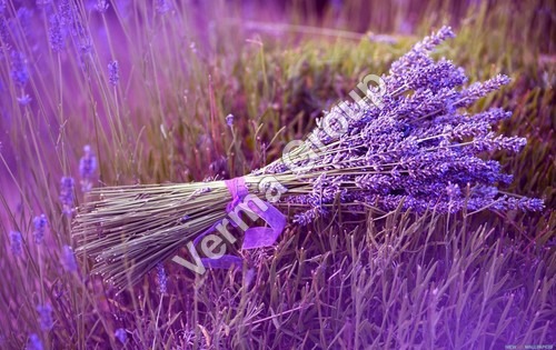 Lavender Hydrosol