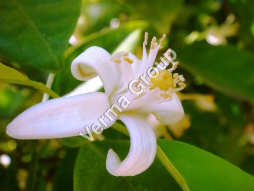 Orange Blossom Hydrosol