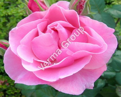 Rose Otto Hydrosol