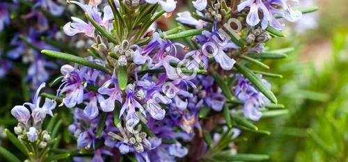 Rosemary Hydrosol