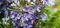 Rosemary Hydrosol