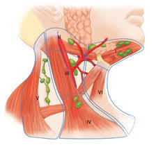 Neck Block Dissections - Local Anesthesia, Vertical Incision, Selective Muscle Removal | Precise Lymph Node Removal, Minimally Invasive Surgical Treatment for Head and Neck Cancer