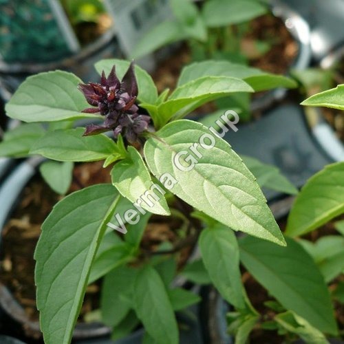 Anethole 99.5% Plus (Ex Basil) oil