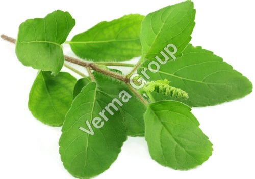 Indian Basil Oil