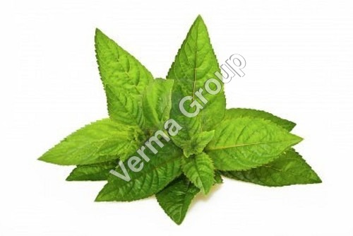 Iso Menthone (Fraction of De Mentholised OilMentha arvensis