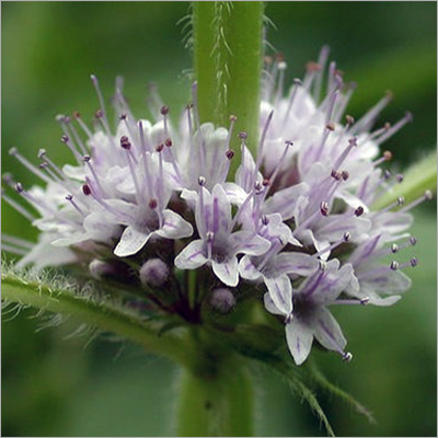 Leaf Acetate Oil Or CIIS III Hexanol