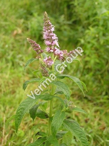 L Menthol 38-40% TMC 50% Oil - Natural Mentha Arvensis, Flash Point 93°C, Optical Rotation -30°C to -34°C | High Purity, Muscle Relief, Oral Hygiene, Pleasant Aroma