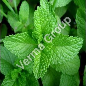 L Menthol 50% TMC65%  Oil