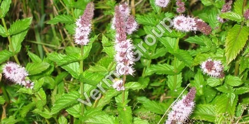 Mentha Oil Natural Crude & De Terpenated