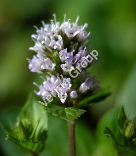 Mentha Piperita Oil (Oil Peppermint EX pipe