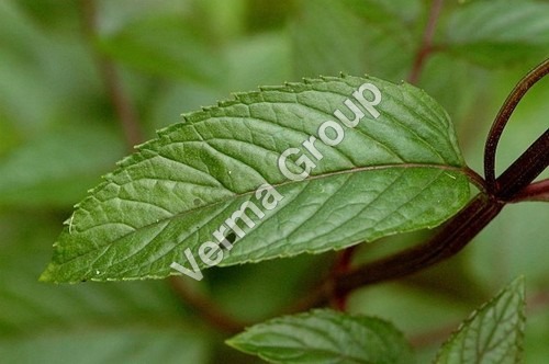 Mentha Spearmint Oil