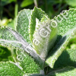 Menthone 80%-18% Oil