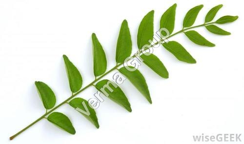 Curry leaf Oil