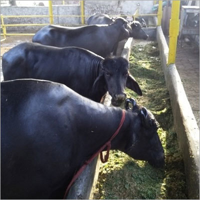 Murrah Haryana Buffalo