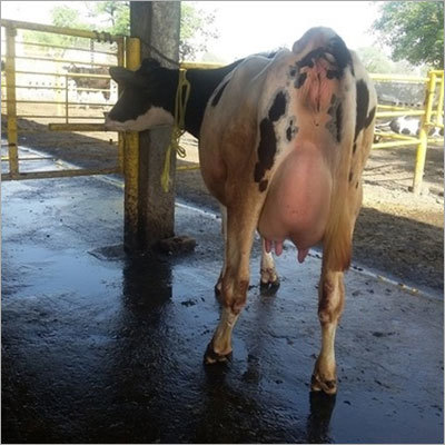 HF Cow