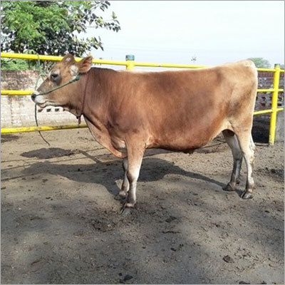 Jersy Bull
