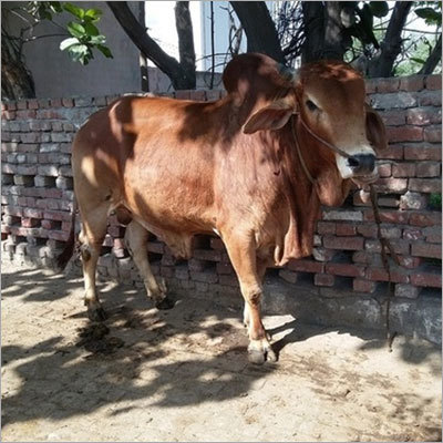 Indian Sahiwal Bull