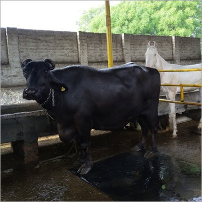 Indian Murrah Buffalo