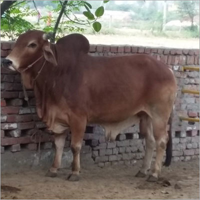 Sahiwal Dairy Bull