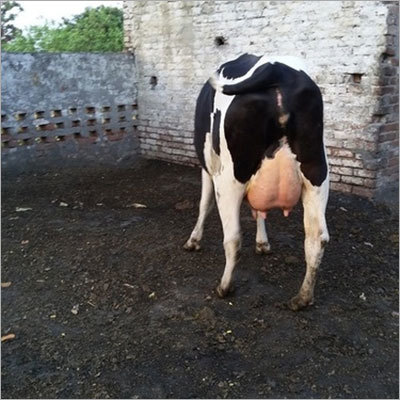 HF Milk Cow
