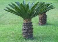 Outdoor Plant
