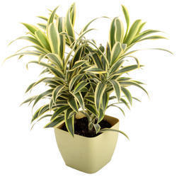 Decorative Plant