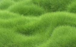 Lawn Grass