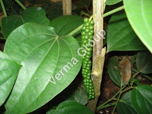 Black Pepper Oleoresin