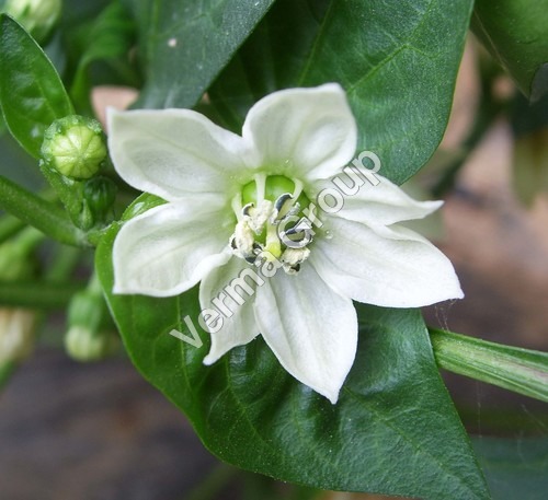 Capsicum Oleoresin 1% Capsaicin