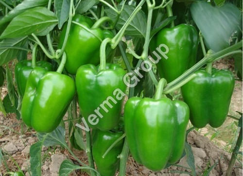 Capsicum Oleoresin 10% Capsaicin