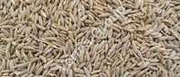 Cumin Oleoresin