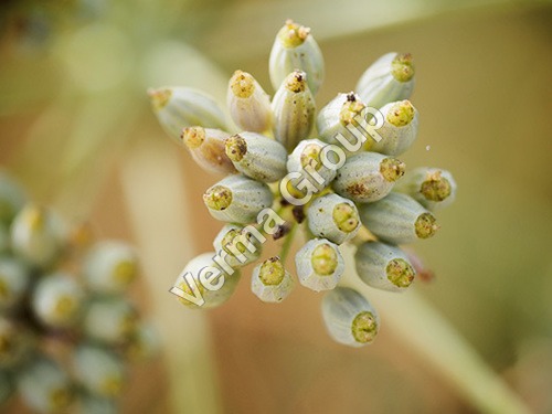 Fennel Seed Oleoresin 5% VOC