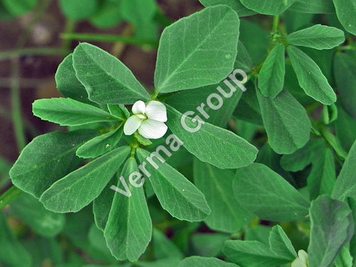 Fenugreek Oleoresin