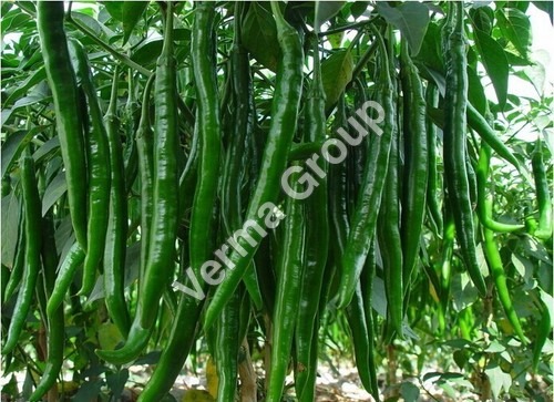 Green Chillie Oleoresin (6.6% Capsaicin)