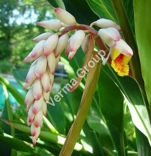 Green Ginger Oleoresin