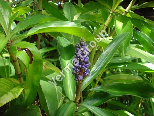 Green Ginger Oleoresin