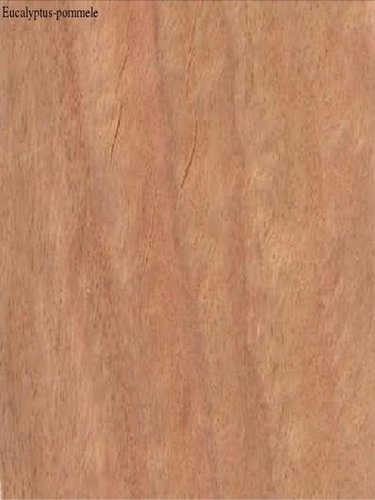 Eucalyptus-Pommele Veneers