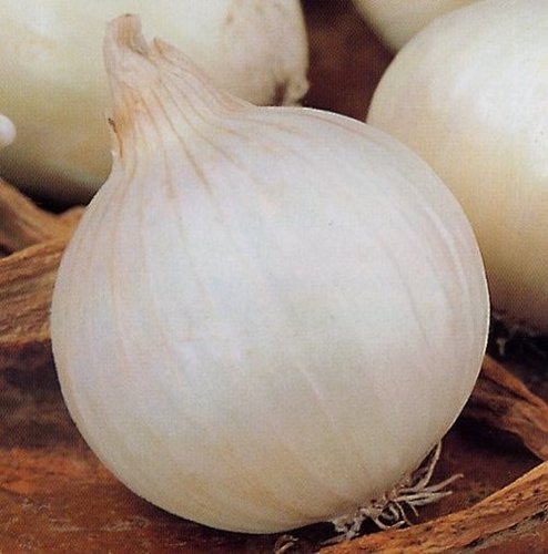 White Onion