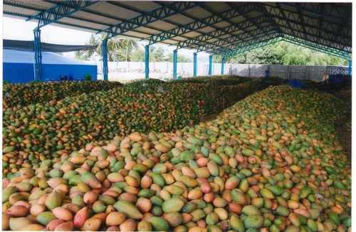 Totapuri Mango