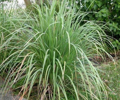 Natural Lemon Grass