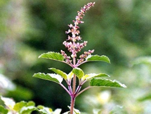 Green Tulsi