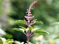 Tulsi