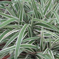 Dianella Grass