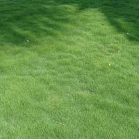 Green Korean Grass