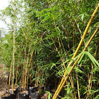 Bamboo Golden