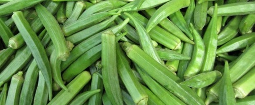 Okra (Abelmoschus esculentus)